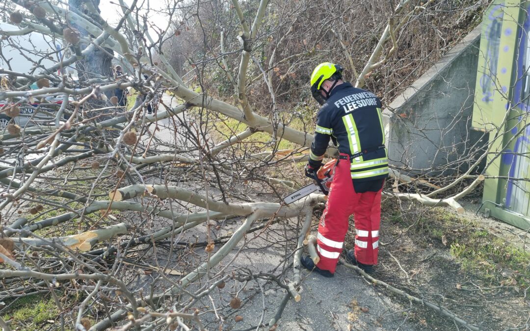 Baumkrone von LKW gekappt