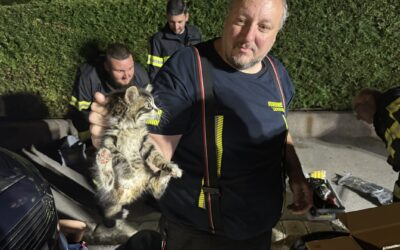 Babykatze aus Motorraum eines PKW gerettet